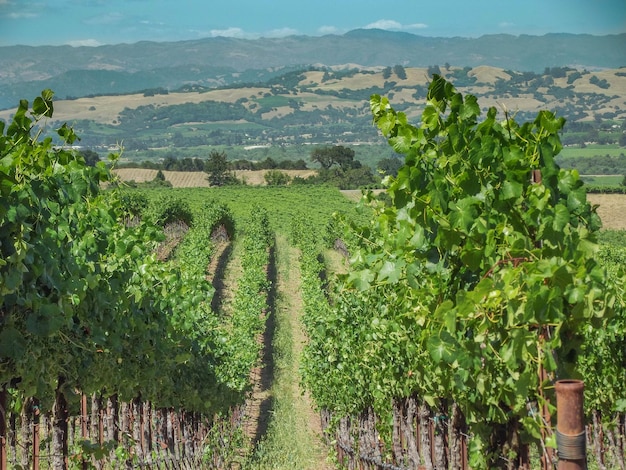 Vista panorámica del viñedo
