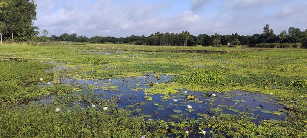 Una vista de un pantano con nenúfares en la fotografía de primer plano