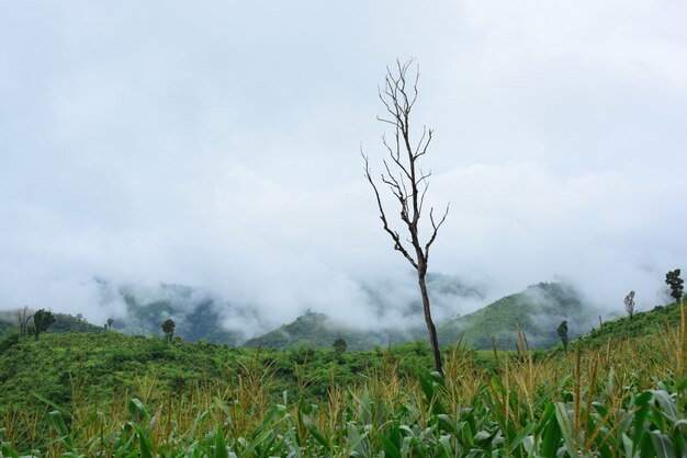 Vista para a montanha e campos de milho brilhantes. no dia do orvalho. montanhas e lindo céu corn