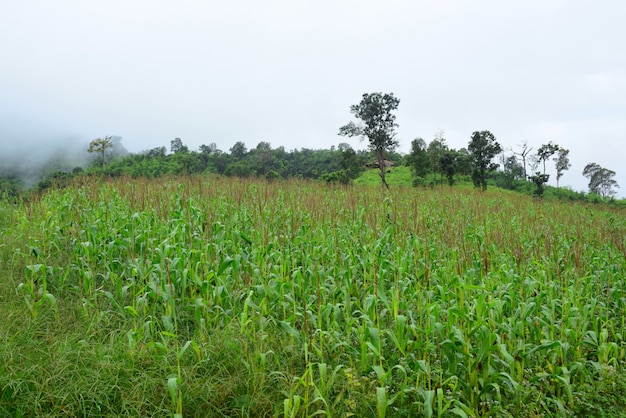 Vista para a montanha e campos de milho brilhantes.