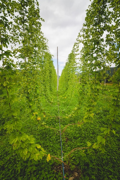 Foto vista para o campo de lúpulo verde com plantas amarradas