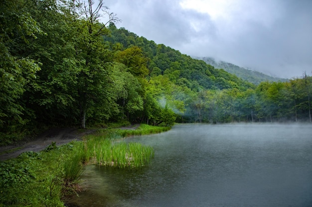 Vista para o lago nevoento com árvores