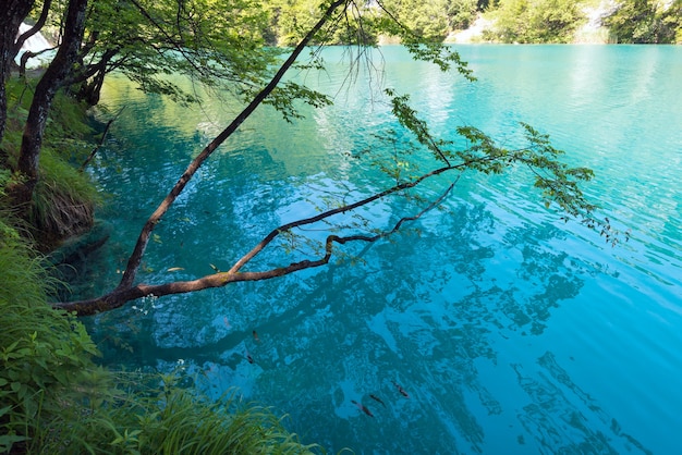 Vista para o lago transparente límpido azul do verão e o reflexo da árvore na superfície da água (Parque Nacional dos Lagos Plitvice, Croácia).