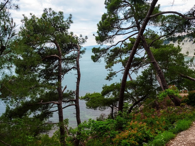 vista para o mar através dos pinheiros na falésia no verão