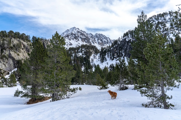 Vista para o Parque Nacional de Aiguestortes e o lago de Sant Maurici com um cachorro.