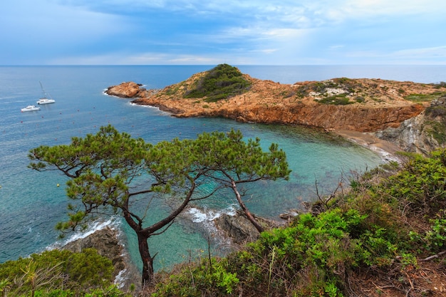 Vista para o verão da baía do mar com árvores coníferas na frente. Costa Brava, Catalunha, Espanha.