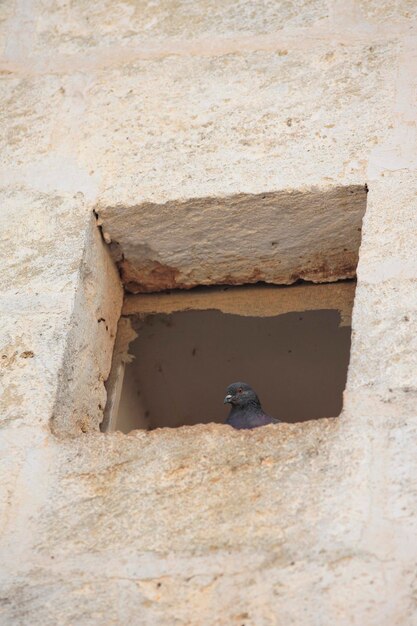 Vista de la pared de piedra