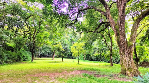 Vista del parque verde o campo cubierto de hierba