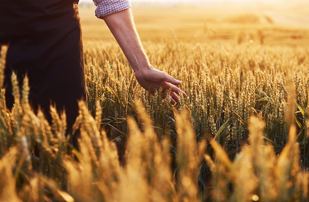 Vista de partículas del hombre mayor que en el campo agrícola durante el día que toca la cosecha