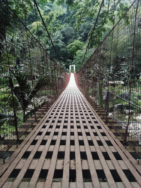 Foto vista de una pasarela en la jungla