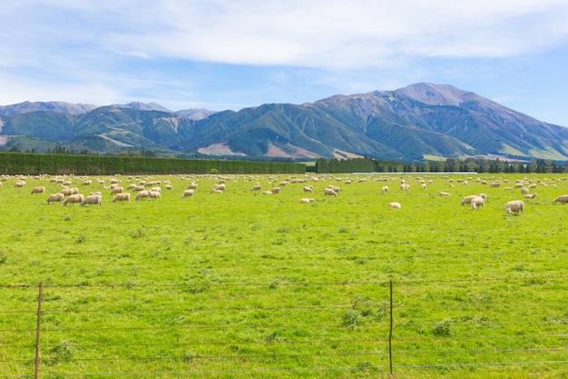 Vista de pastoreo de ovejas en un prado, Isla Sur de Nueva Zelanda