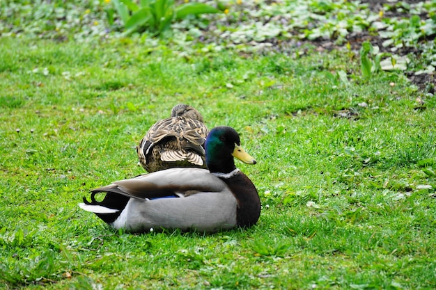 Foto vista de un pato en el campo