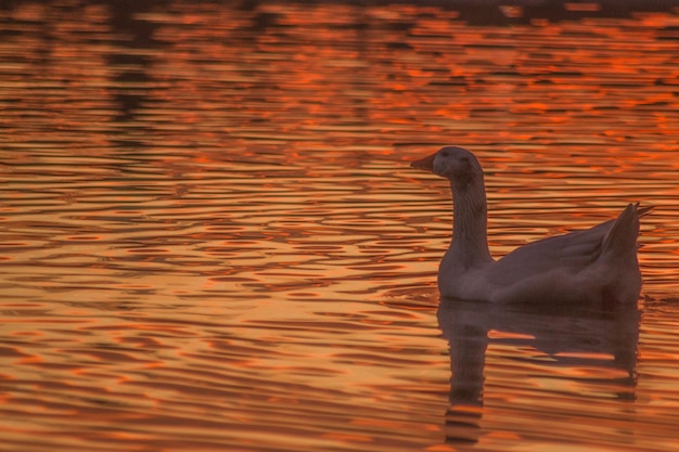 Foto vista de un pato nadando en el lago