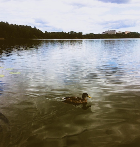 Foto vista de un pato nadando en el lago