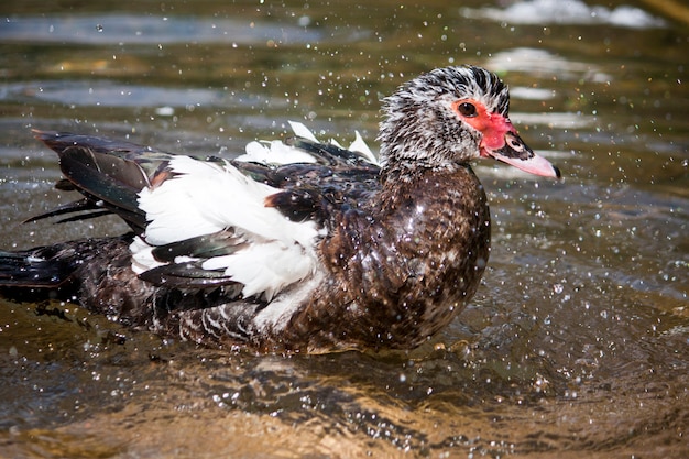 Vista de un pato que toma un baño en un río.