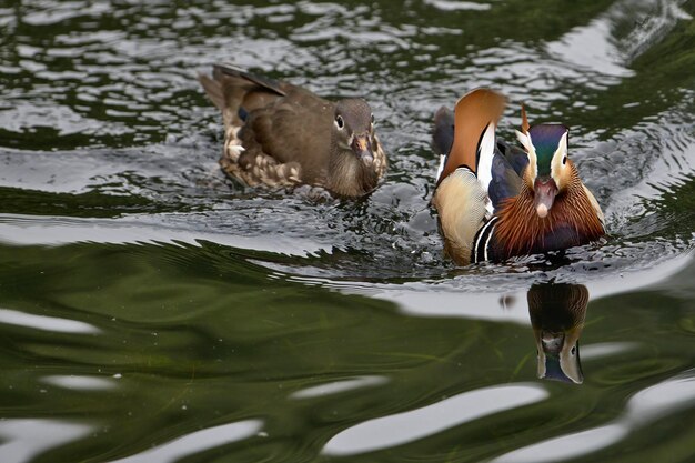 Foto vista de patos nadando en el lago