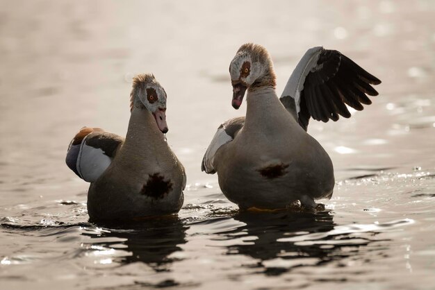 Foto vista de patos nadando en el lago