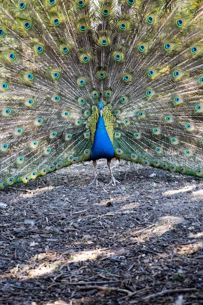 Foto vista del pavo real