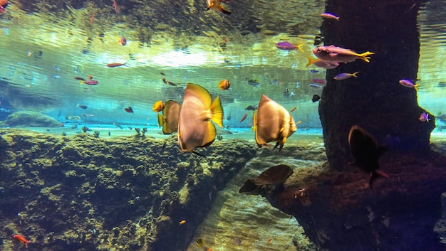 Foto vista de los peces en el acuario