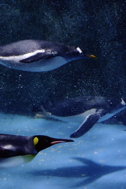 Foto vista de los peces bajo el agua