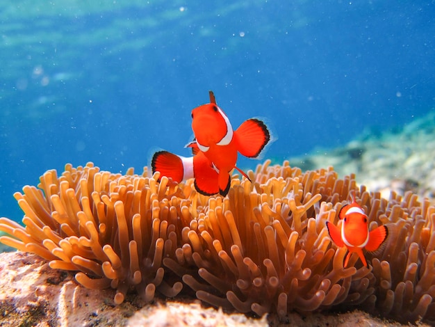 Foto vista de los peces en el mar.