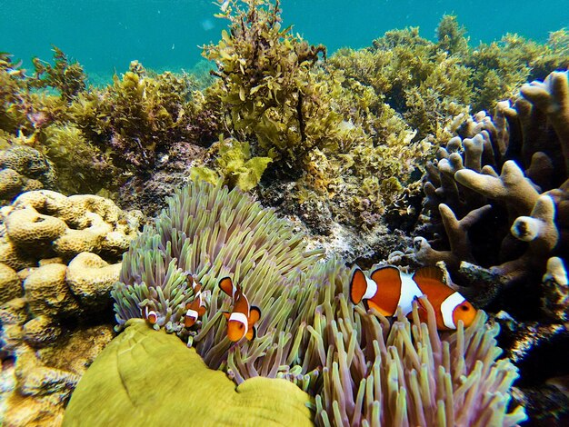 Foto vista de peces nadando en el mar