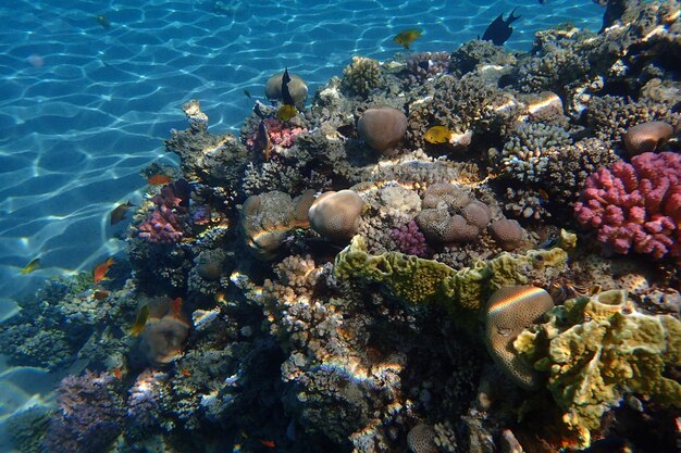 Foto vista de peces nadando en el mar