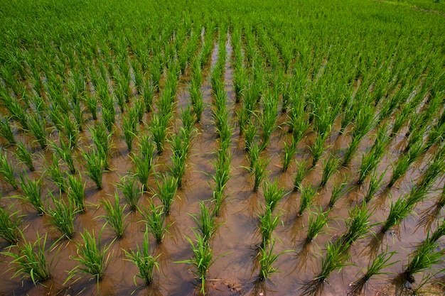 vista de la pequeña plantación de arroz en el patrón en la granja de arroz