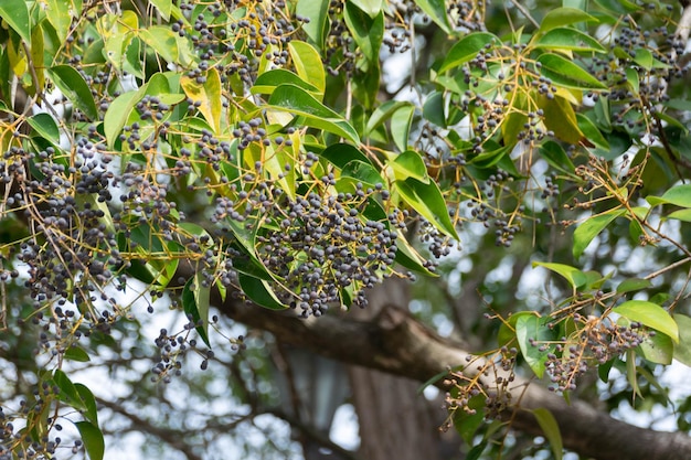 Vista a las pequeñas frutas de bayas silvestres azules y moradas en el árbol