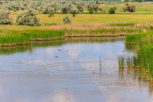 Vista del pequeño río en verano