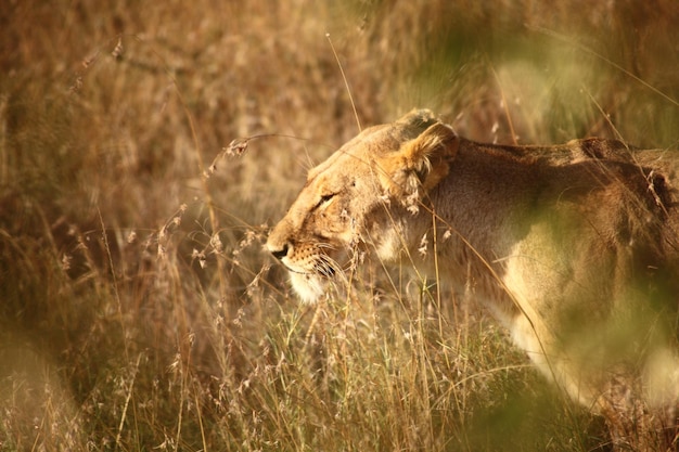 Foto vista en perfil del león