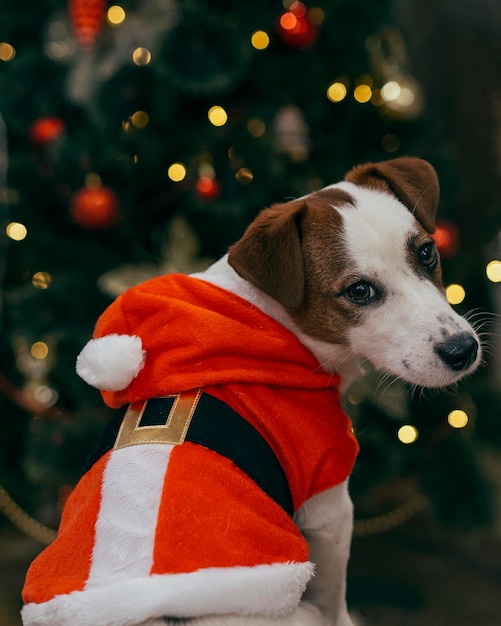 Vista de un perro en el árbol de Navidad