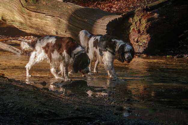 Foto vista de un perro bebiendo agua en un lago