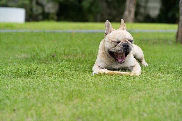 Foto vista de un perro en el campo