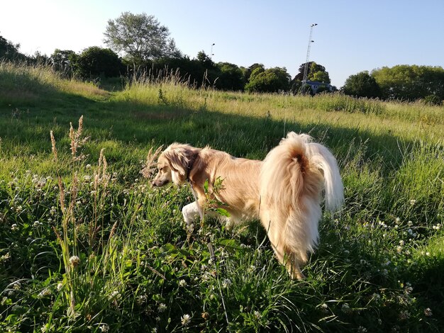 Vista de un perro en el campo