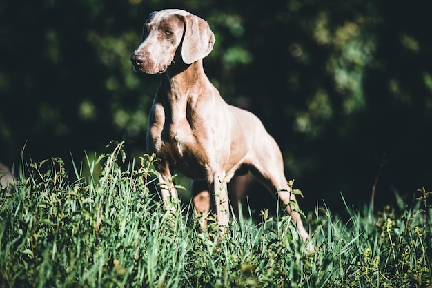 Foto vista del perro en el campo