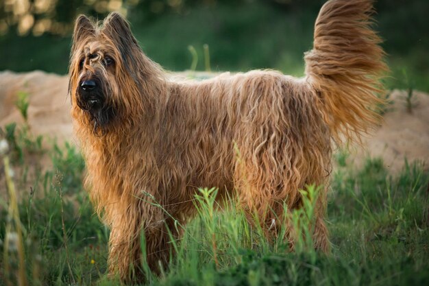 Foto vista de un perro en el campo