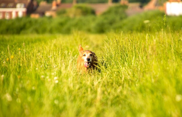 Foto vista de un perro en el campo