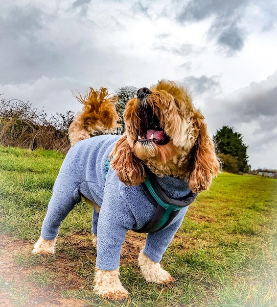 Foto vista de un perro en el campo