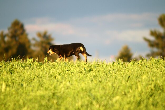 Foto vista de un perro en el campo