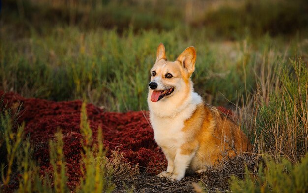 Foto vista del perro en el campo