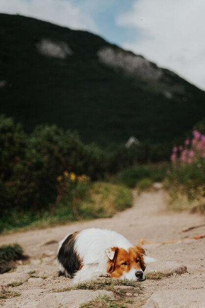 Foto vista de un perro en el campo