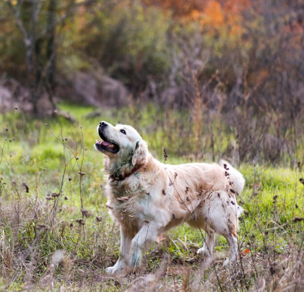 Foto vista de un perro corriendo por la hierba