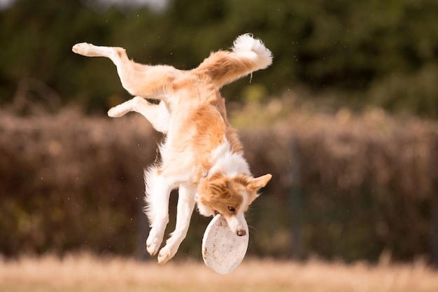 Foto vista de un perro corriendo