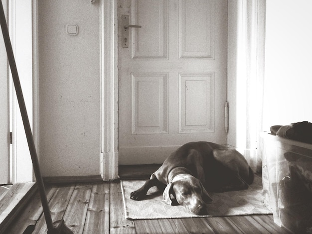 Vista de un perro descansando en el felpudo