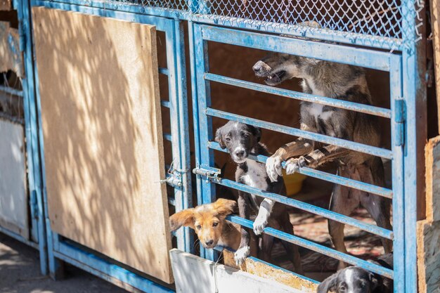 Foto vista de un perro en una jaula