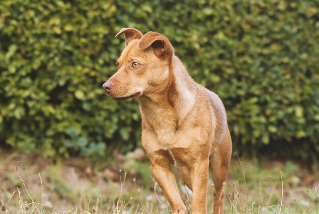 Foto vista de un perro mirando hacia otro lado