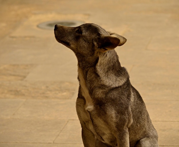 Foto vista de un perro mirando hacia otro lado