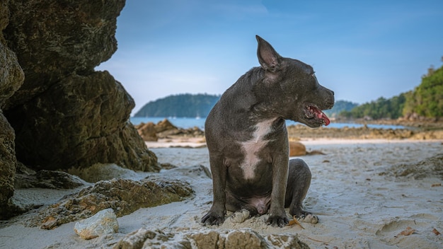 Foto vista de un perro mirando hacia otro lado