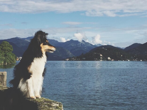 Vista de un perro en la montaña contra el cielo